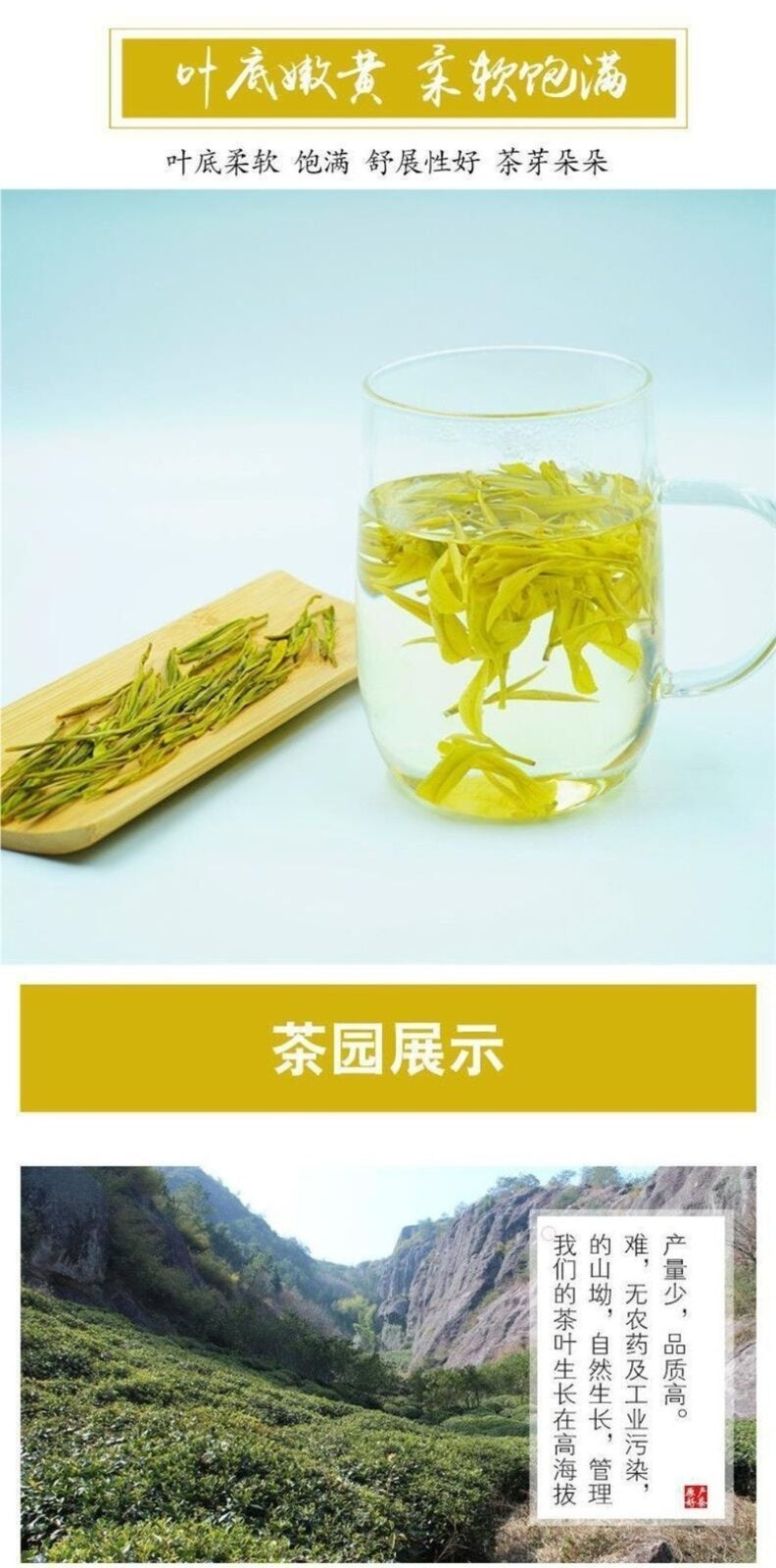2025 Pre Qingming Anji White Tea High Mountain Green Bags Fresh Aroma
