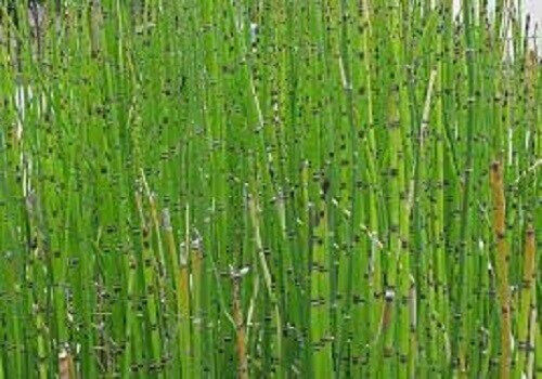 HORSETAIL PREMIUM HARVEST HERBAL TEA 500g Equisetum arvense HERB DRIED