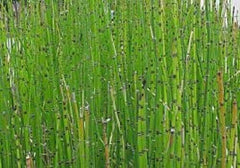 HORSETAIL PREMIUM HARVEST HERBAL TEA 500g Equisetum arvense HERB DRIED