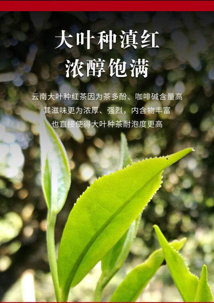 HelloYoung Yunnan Fengqing DianHong tea Pine Needle Un bourgeon une feuille Golden Needle