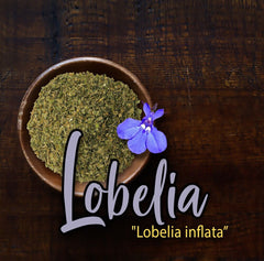 Lobelia Herb Dried Lobelia inflata 500g Apothecary Herbal