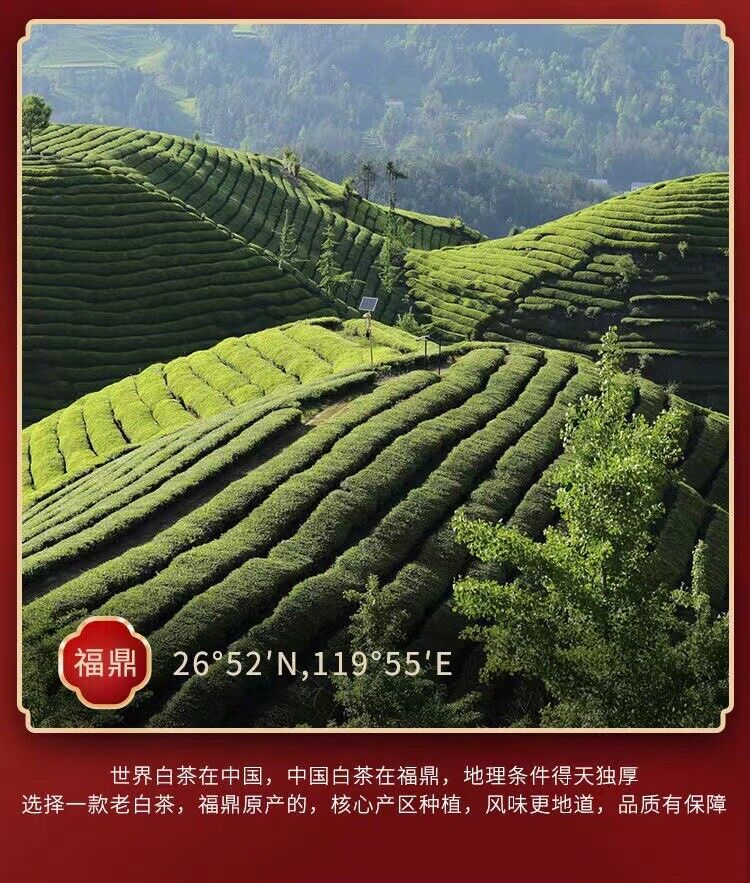 HelloYoung 350g Fuding High Mountain Old White Tea High Mountain Sun White Tea Tea Cake