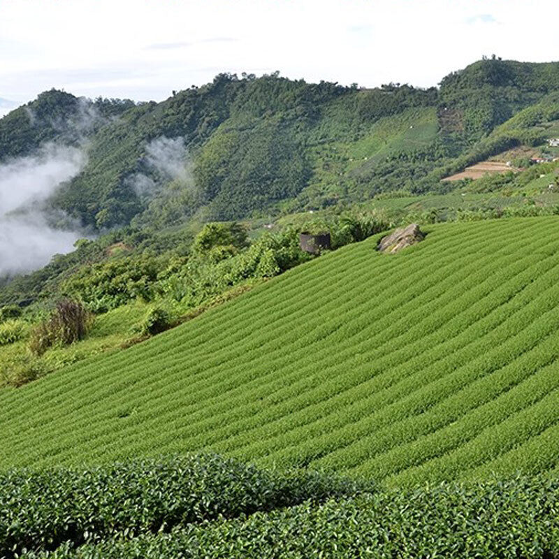 Milk Oolong Tea loose leaf Tea Jin Xuan Golden Lily Tea