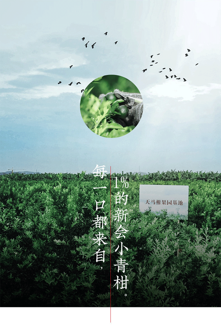 Xinhui Sun-dried Green Orange Peel Pu-erh Tangerine Peel Palace Pu'er Ripe Tea
