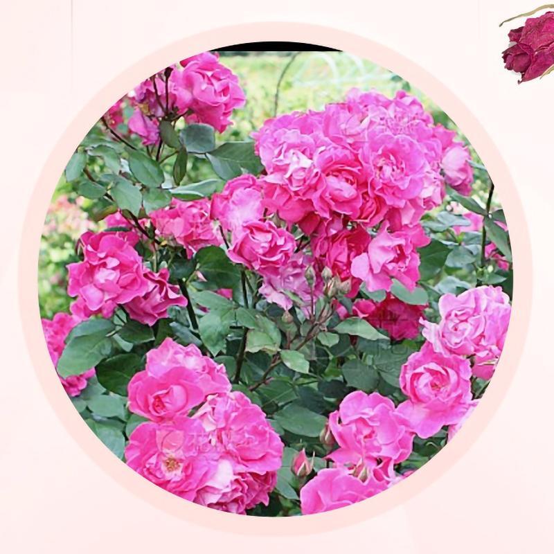 Double Red Rose Petal Rose Tea - 50g Herbal Tea