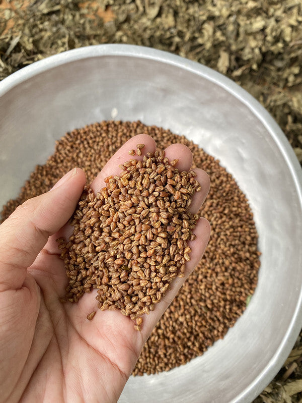 Barley Tea Genuine Black Yellow Tartary Buckwheat Tea Stomach Nourishing Tea