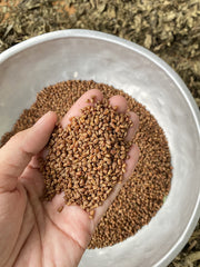 Barley Tea Genuine Black Yellow Tartary Buckwheat Tea Stomach Nourishing Tea