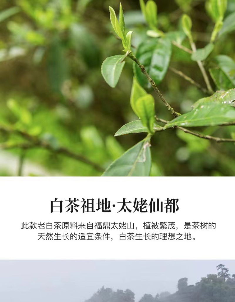HelloYoung 350g Fuding high mountain white tea aged day sun old tea cake gongmei shoumei