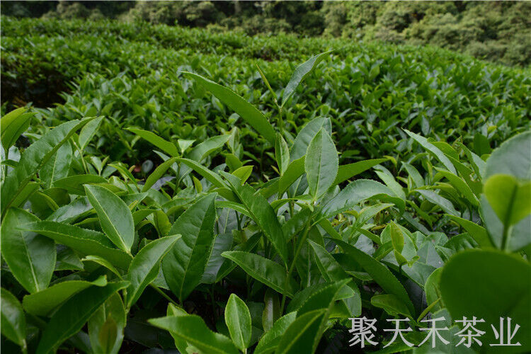 Oolong Tea Strong Aroma Tea New Tea 50g Canned Fujian Dahongpao Tea