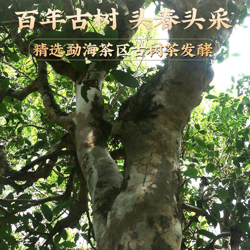 Brown Mountain Pu'er Tea Cooked Tea Yunnan Menghai Old Tree Tea Mini Tuo Tea