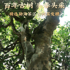 Brown Mountain Pu'er Tea Cooked Tea Yunnan Menghai Old Tree Tea Mini Tuo Tea