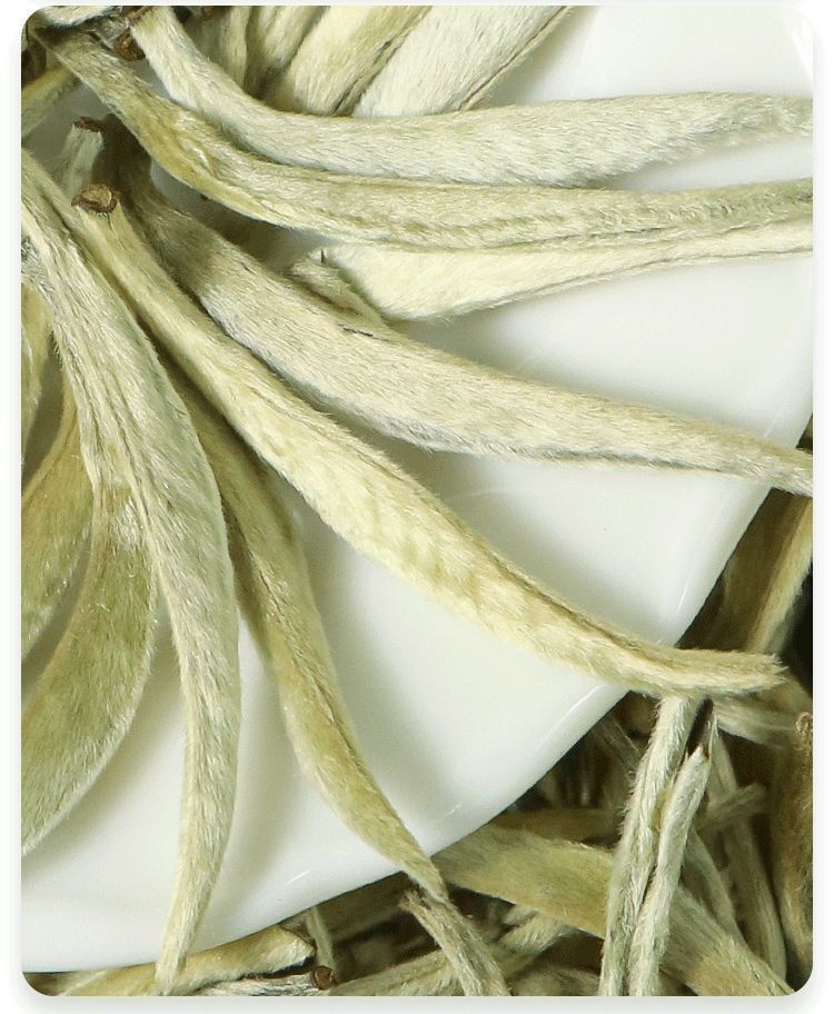 White Hair Silver Needle Premium White Tea Moonlight White Tea Ancient Trees125g