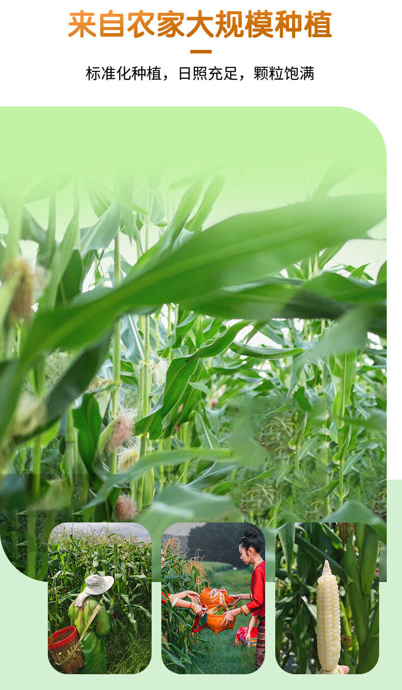 Yunnan Thumb Corn Gift Box – Sweet & Glutinous Treats for Gifting