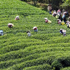 250g High Quality Tiguanyin Tea Taiwan Jin Xuan Milk Oolong Health Care Milk Tea