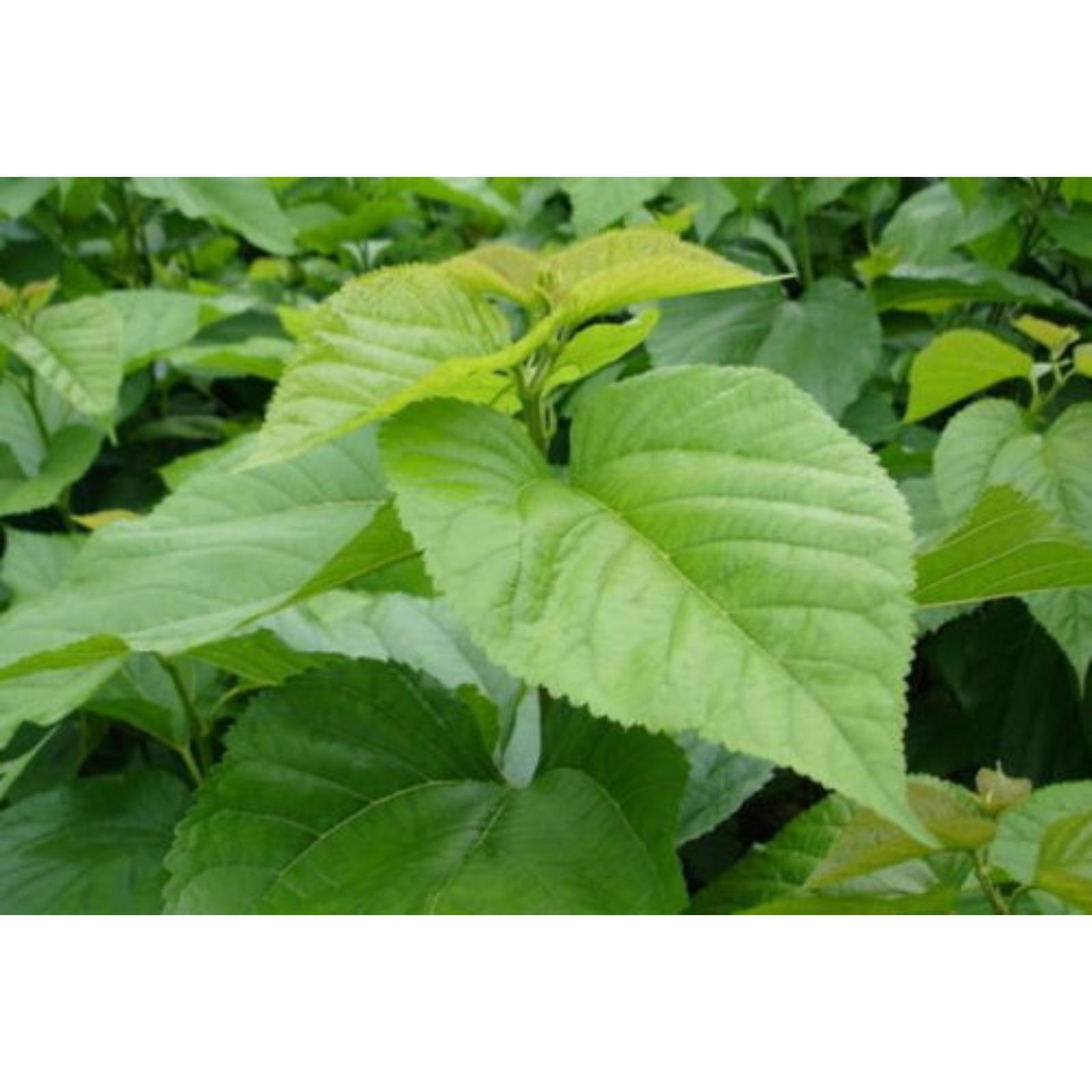 100g Natural Health Support Organic Mulberry Leaf Extract Powder 10:1