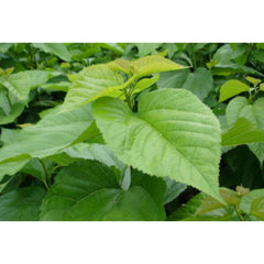 100g Natural Health Support Organic Mulberry Leaf Extract Powder 10:1