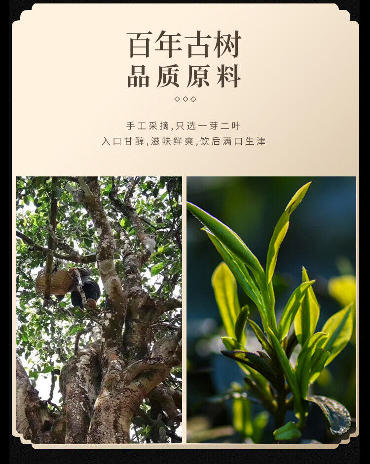 Yunnan Pu'er Raw Tea Menghai Spring Tea 100g Tea Cake