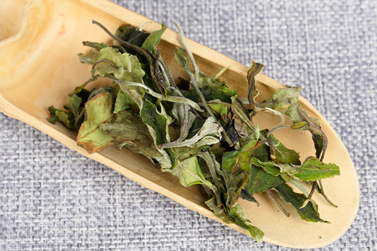 HelloYoung 500g Yunnan white tea early spring ancient Fuding white tea process white tea