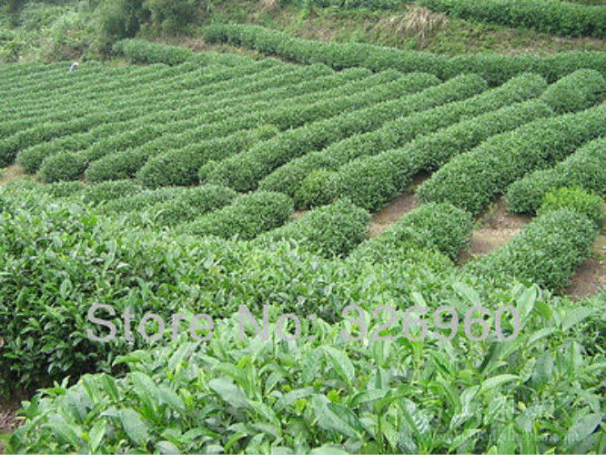 HelloYoung250g High Fresh Ginseng Tea Slimming Beauty Chinese Tea High Quality Oolong tea