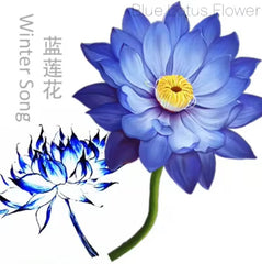 Natural Base Planting Pesticide Free Chinese Herb Dried Blue Lotus Flower