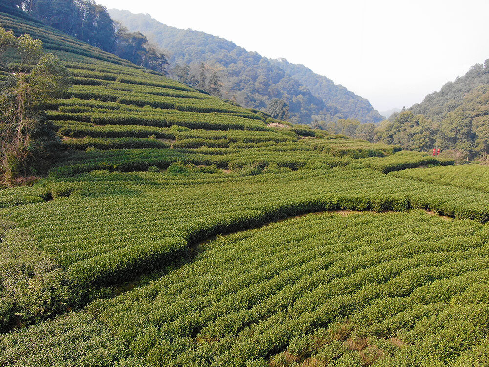 HelloYoung New Tea Longjing Tea Fried Green Green Tea Strong Aroma 500g/1.1lb
