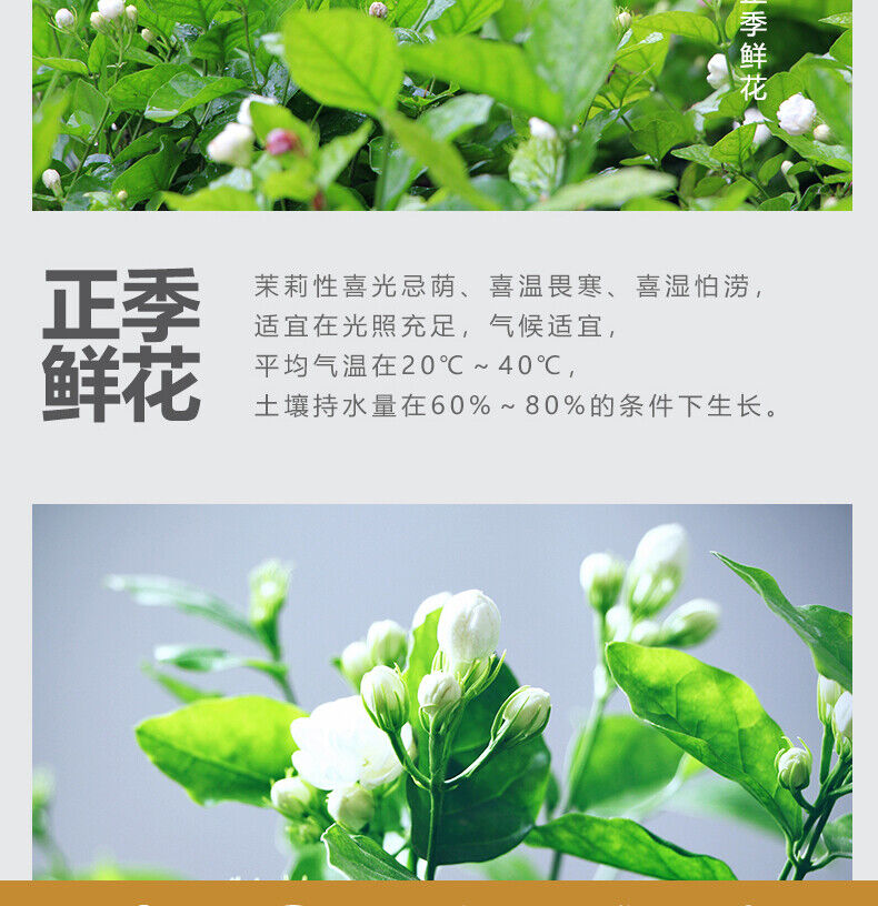 HelloYoung Strong Fragrance Jasmine Tea New Tea Loose Drifting Fragrance Herbal Tea 100g