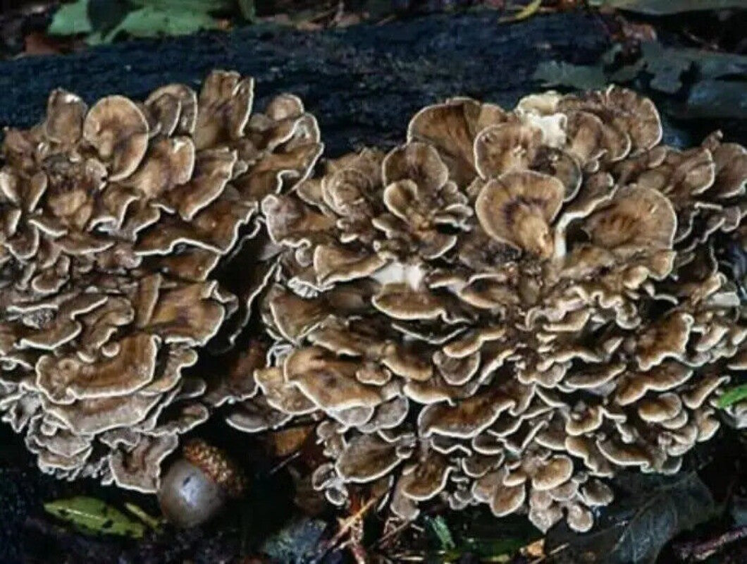 500g Getrockneter Maitake-Pilz – Natürlicher, Lebensmittelgeeigneter Pilz