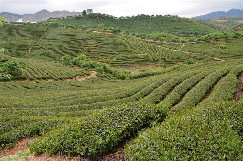 250g Premium 58 Series Black Tea Dian Hong Famous Yunnan Black Tea Dianhong Tea