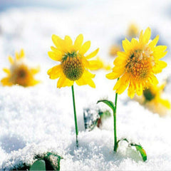 45g Chrysanthemum Tea  Mountain Snow Daisy Flower Tea  Natural tea