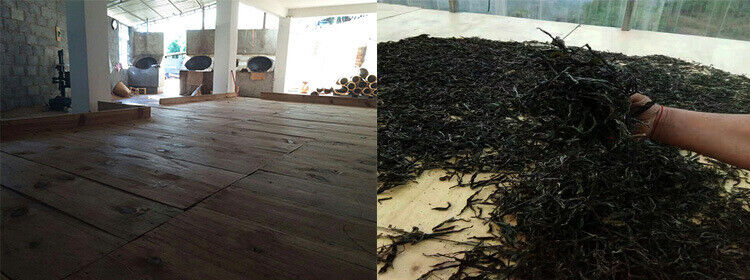 云南 Puerh tea purple bud tea raw tea 357 grams cake spring tea purple tea Jinggu
