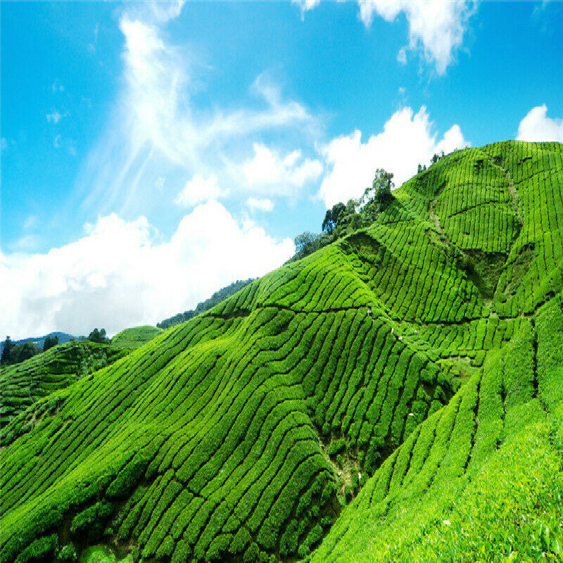 HelloYoung Healthy Drink Tea  Shou Mei White Tea Organic Bulk Old Stem White Tea 500g