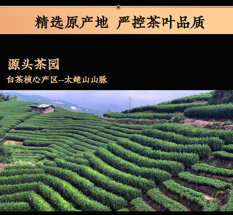 HelloYoung Fuding White Tea Song Press White Peony Tea Brick High Mountain Sunshine 250G
