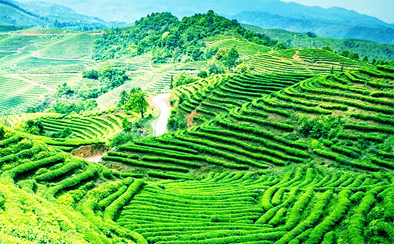 HelloYoung200g Dian hong maofeng organic tea large congou black tea premium red