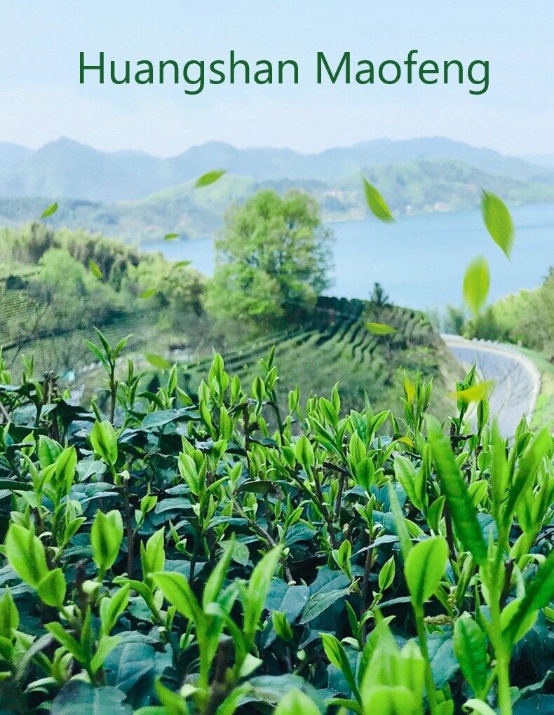 250g Huangshan Maofeng High Aroma Taste Green Coffee Tea Bulk