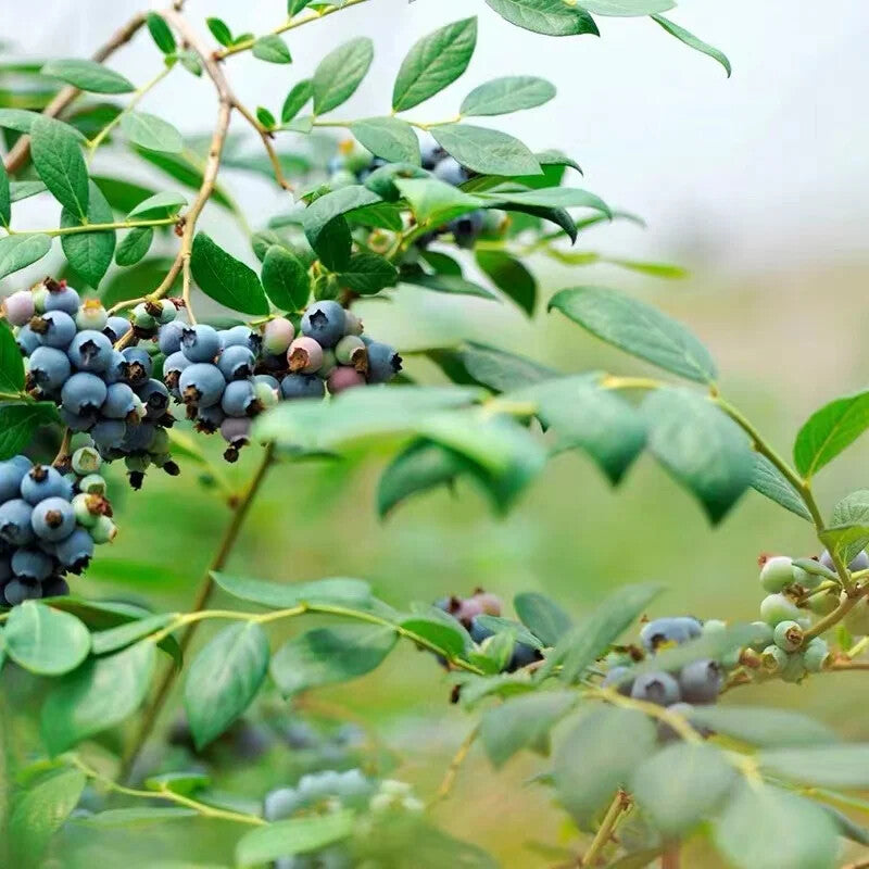 100% Natural Blueberry Fruit Powder Concentrate Powder Blueberry Juice Powder