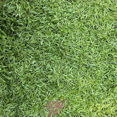 2025 Premium Longjing Tea Pieces - Fragrant Broken Leaves High Grade Daily Tea