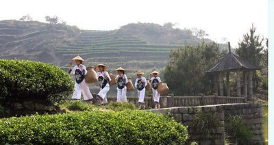 Wohlriechende Art Traditioneller Oolong-Tee TiKuanYin Grüner Tee Anxi Tieguanyin