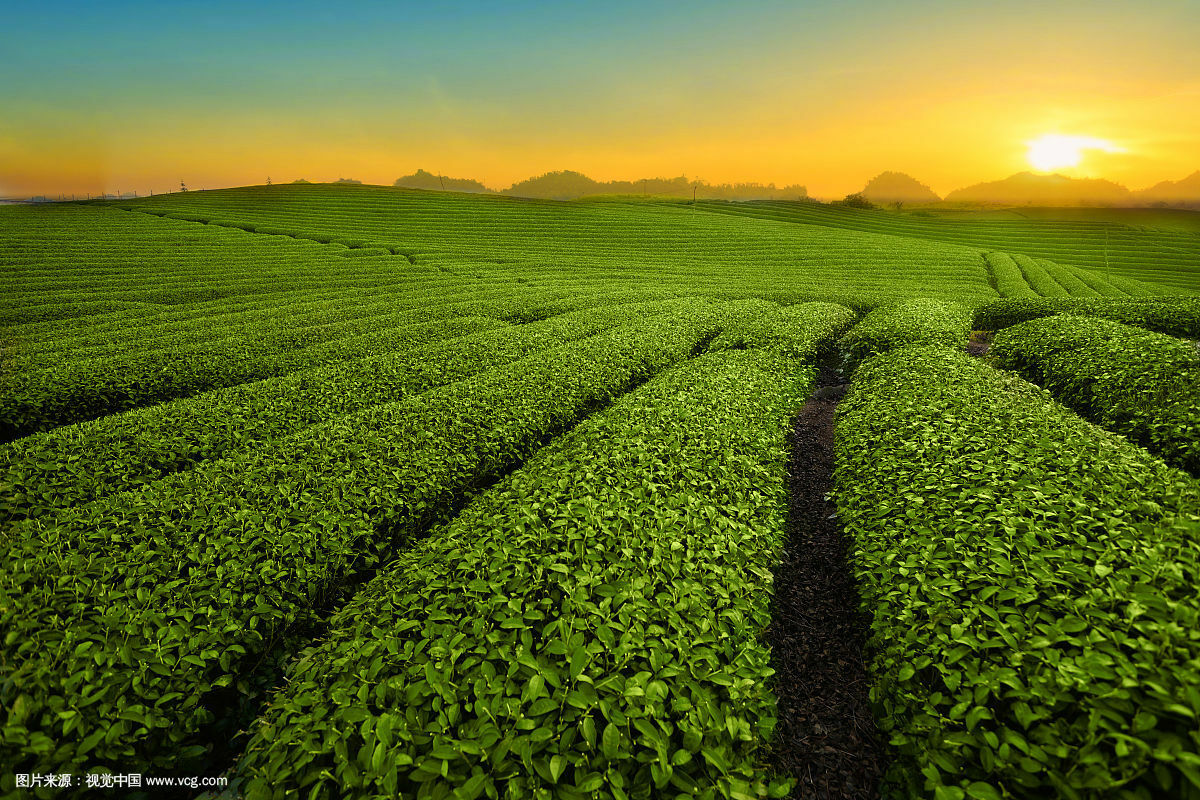 250g Huangshan Maofeng Tea Chińska Herbata Ziołowa Zielona Herbata Zdrowy Napój