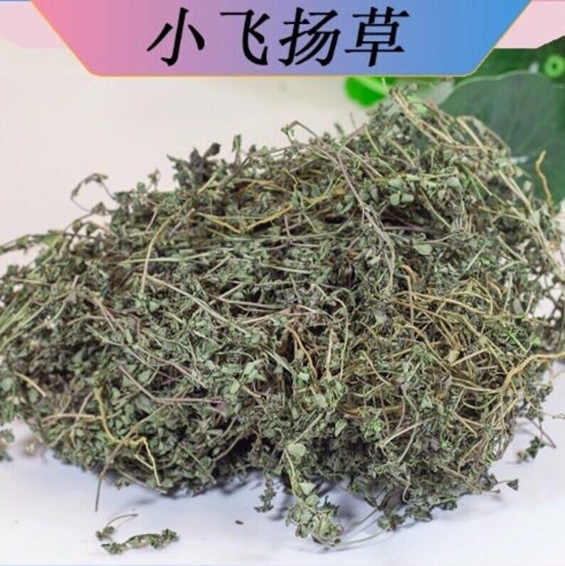 Dried Thyme-leaved spurge Redcausticreeper Euphorbiathymifolia Xiao Fei Yang Cao