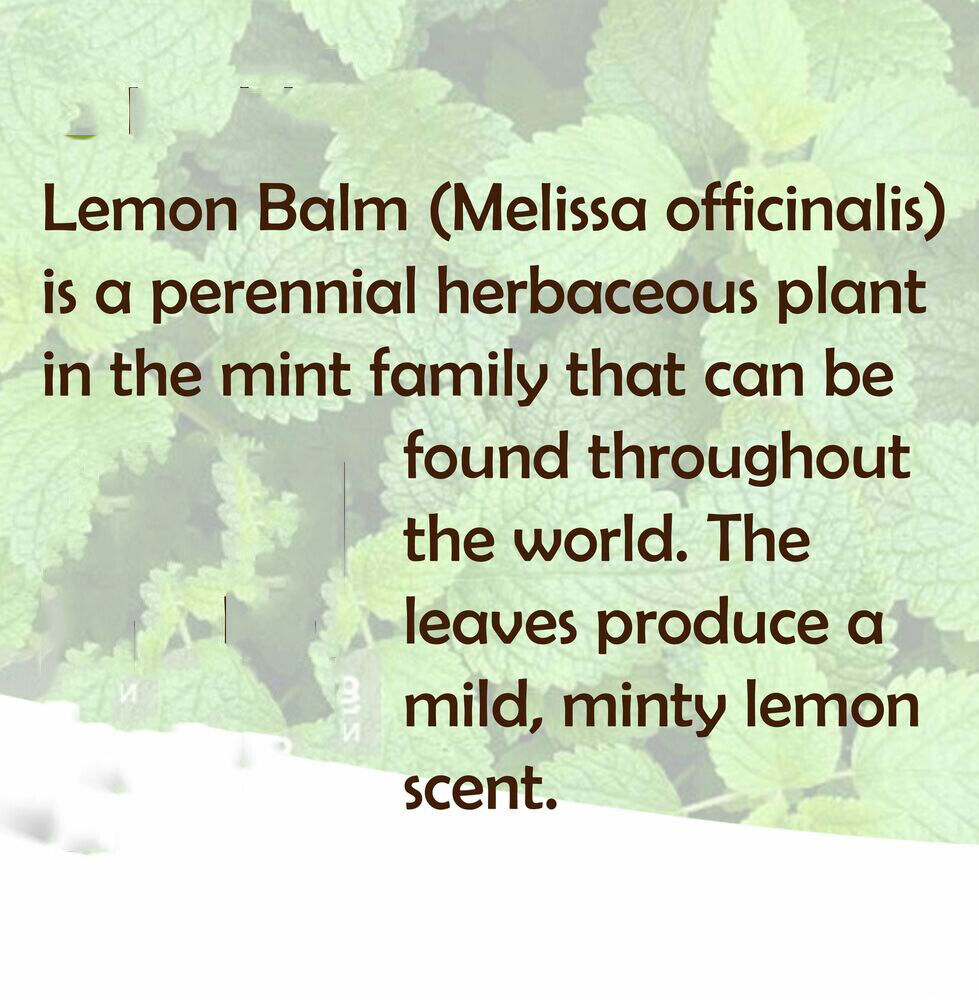 Lemon Balm Extract Powder 10:1 | Melissa Herbal Supplement 200G