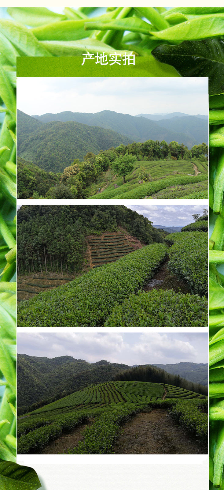 Cinnamon Carbon Roasted Rock Te Mellow Rock Tea 250G New Tea Wuyi Rock Tea