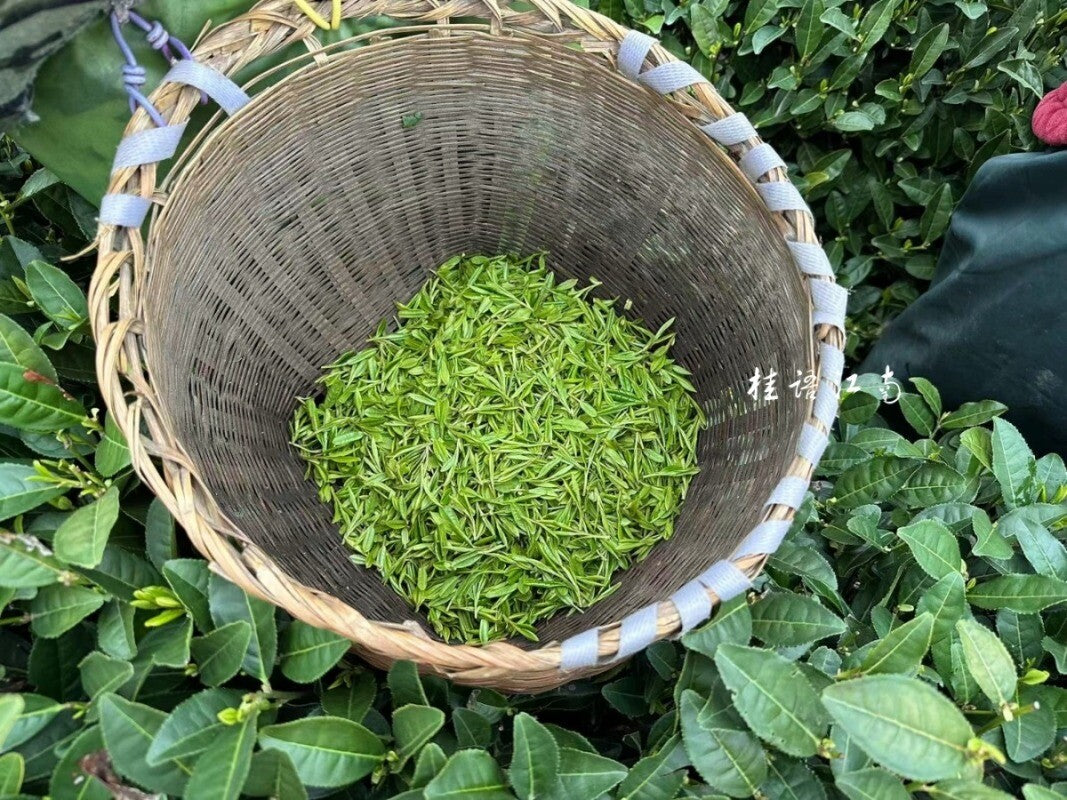 2025 First Flush Longjing Tea Premium Grade 50g Fresh Hangzhou Origin