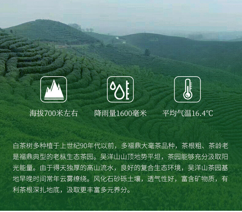 HelloYoung 350g Fuding White Tea Panxi Gongmei Shoumei Gaoshan Sunshine Old White Tea Cake