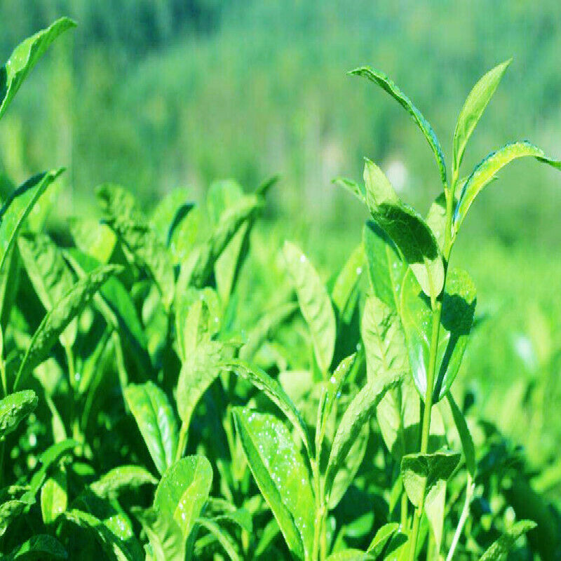 HelloYoung Anti Radiation Organic Food Fuding Shoumei Old Tree Tea Classical White Tea 250g