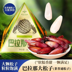 Yunnan Parana Pine Nuts – Hand-Picked Jumbo Shelled