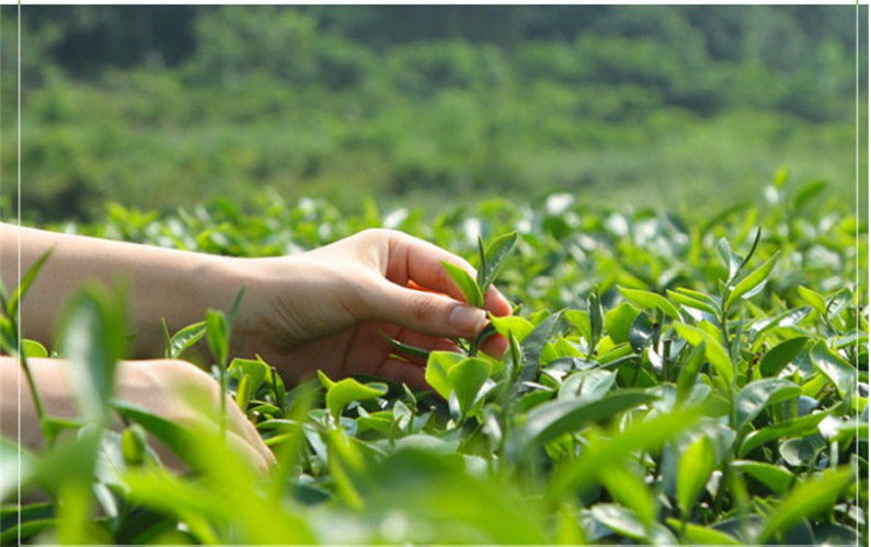 HelloYoungTop Grade Tea West Lake Spring Longjing Green Tea Dragon Well Tea Long Jing Tea