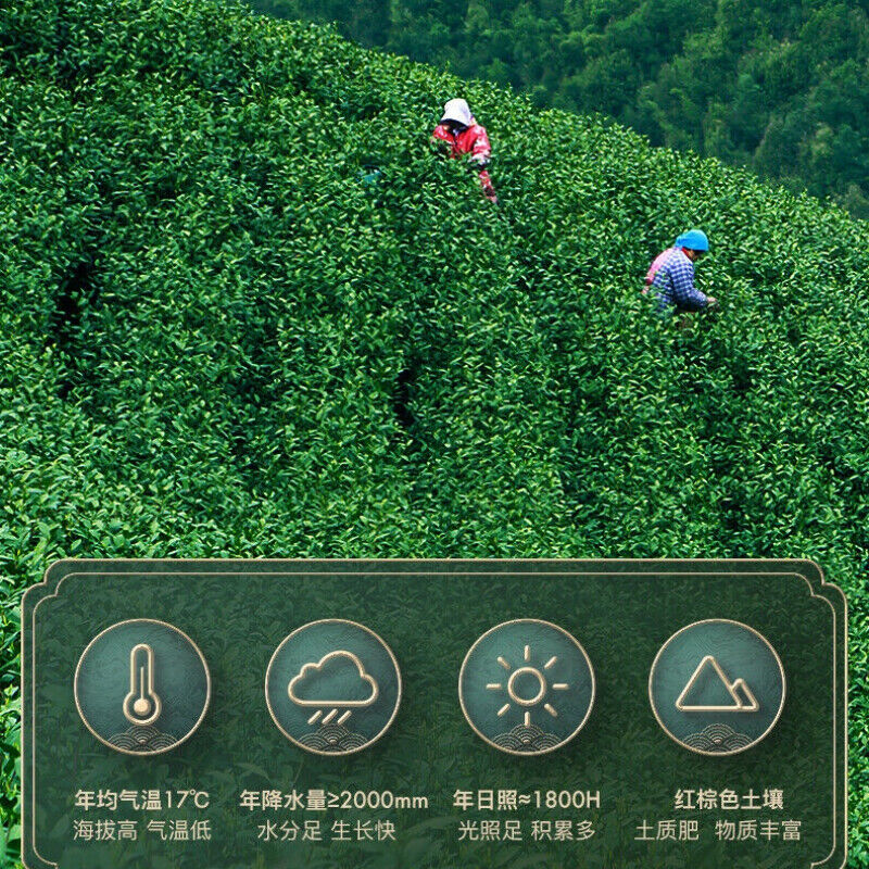 HelloYoung 100g Anji Baicha White Tea Early Spring Green Tea One Bud One Leaf Chinese Tea