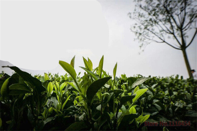 200g Lichee Black Tea Lychee Fruit Flavor Congou Kung Fu Tea Red Tea Health Care