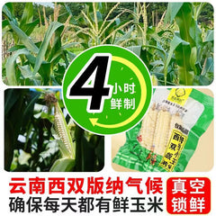 Xishuangbanna Mini Sweet Corn – Vacuum-Packed Pearl Snack