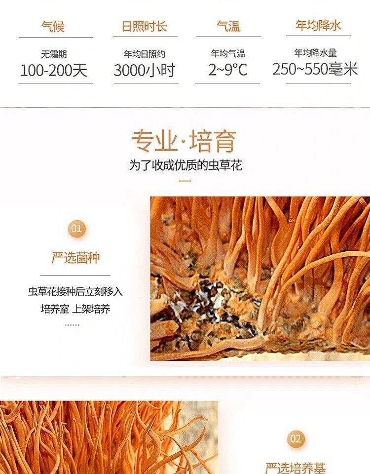 Organic Premium Super Mushroom Cordyceps Militaris Fungus Chong Cao Hua 500g